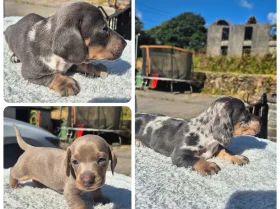 Dachshund (Miniature Smooth Haired)