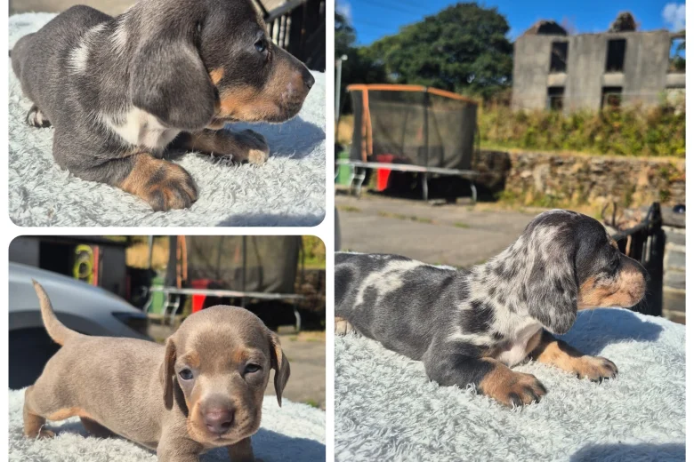 Dachshund (Miniature Smooth Haired)