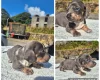 Dachshund (Miniature Smooth Haired)