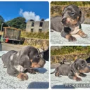 Dachshund (Miniature Smooth Haired)