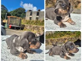 Dachshund (Miniature Smooth Haired)