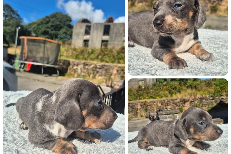 Dachshund (Miniature Smooth Haired)