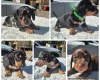 Dachshund (Miniature Smooth Haired)
