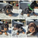 Dachshund (Miniature Smooth Haired)