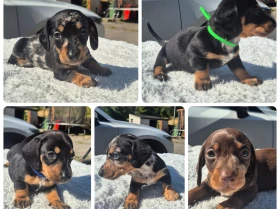 Dachshund (Miniature Smooth Haired)