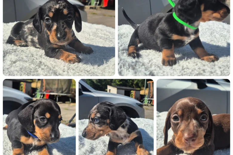 Dachshund (Miniature Smooth Haired)