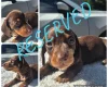 Dachshund (Miniature Smooth Haired)