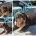 Dachshund (Miniature Smooth Haired)