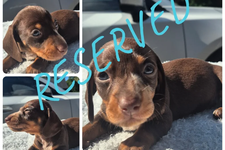 Dachshund (Miniature Smooth Haired)