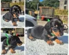 Dachshund (Miniature Smooth Haired)