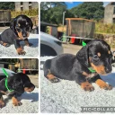 Dachshund (Miniature Smooth Haired)