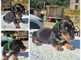 Dachshund (Miniature Smooth Haired)
