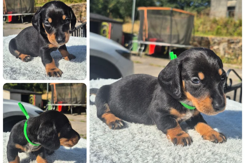 Dachshund (Miniature Smooth Haired)