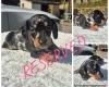 Dachshund (Miniature Smooth Haired)