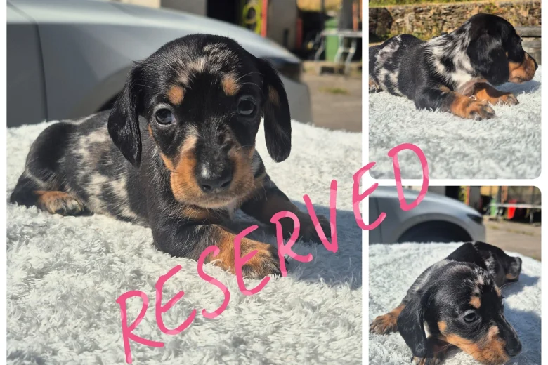 Dachshund (Miniature Smooth Haired)