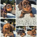 Dachshund (Miniature Smooth Haired)