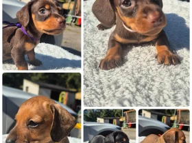 Dachshund (Miniature Smooth Haired)