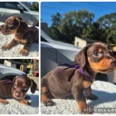 Dachshund (Miniature Smooth Haired)