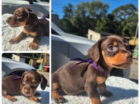 Dachshund (Miniature Smooth Haired)
