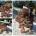 Dachshund (Miniature Smooth Haired)