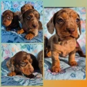 Dachshund (Miniature Smooth Haired)