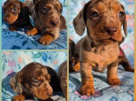 Dachshund (Miniature Smooth Haired)