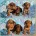Dachshund (Miniature Smooth Haired)