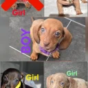 Dachshund (Miniature Smooth Haired)