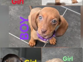 Dachshund (Miniature Smooth Haired)