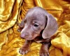 Dachshund (Miniature Smooth Haired)