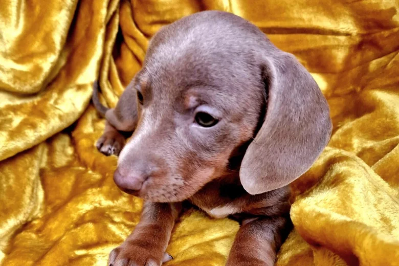 Dachshund (Miniature Smooth Haired)