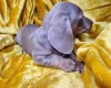 Dachshund (Miniature Smooth Haired)
