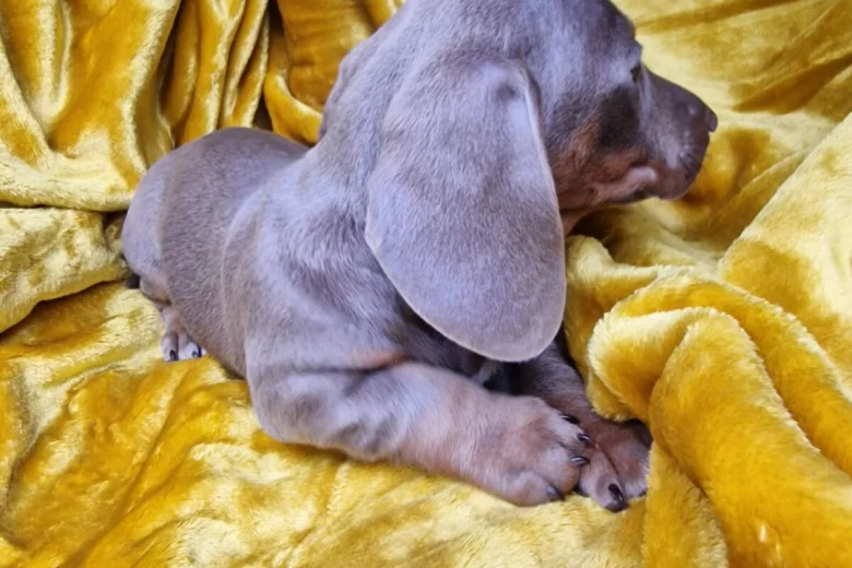 Dachshund (Miniature Smooth Haired)