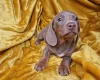 Dachshund (Miniature Smooth Haired)
