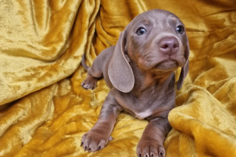 Dachshund (Miniature Smooth Haired)