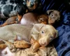 Dachshund (Miniature Smooth Haired)