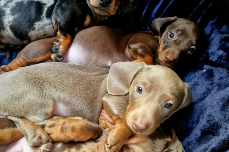 Dachshund (Miniature Smooth Haired)