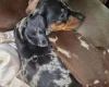 Dachshund (Miniature Smooth Haired)