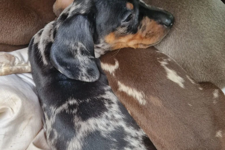 Dachshund (Miniature Smooth Haired)