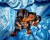 Dachshund (Miniature Smooth Haired)