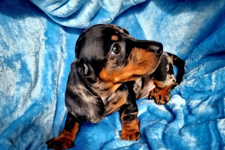 Dachshund (Miniature Smooth Haired)