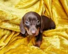Dachshund (Miniature Smooth Haired)