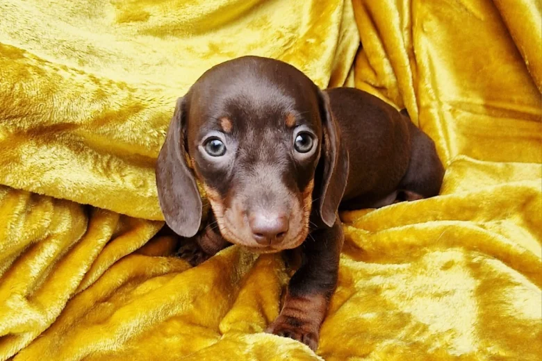 Dachshund (Miniature Smooth Haired)