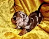 Dachshund (Miniature Smooth Haired)