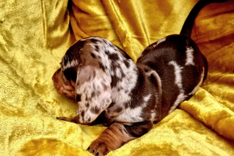 Dachshund (Miniature Smooth Haired)
