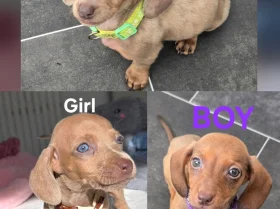 Dachshund (Miniature Smooth Haired)