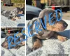 Dachshund (Miniature Smooth Haired)