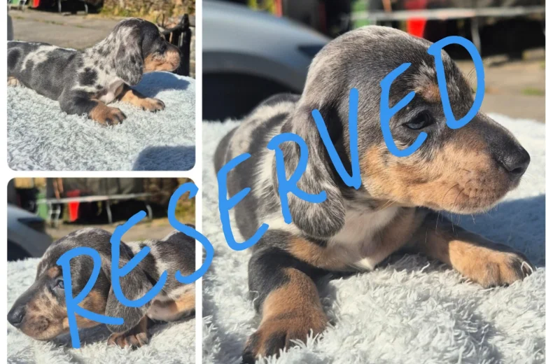 Dachshund (Miniature Smooth Haired)
