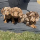 Dachshund (Miniature Smooth Haired)