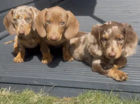 Dachshund (Miniature Smooth Haired)